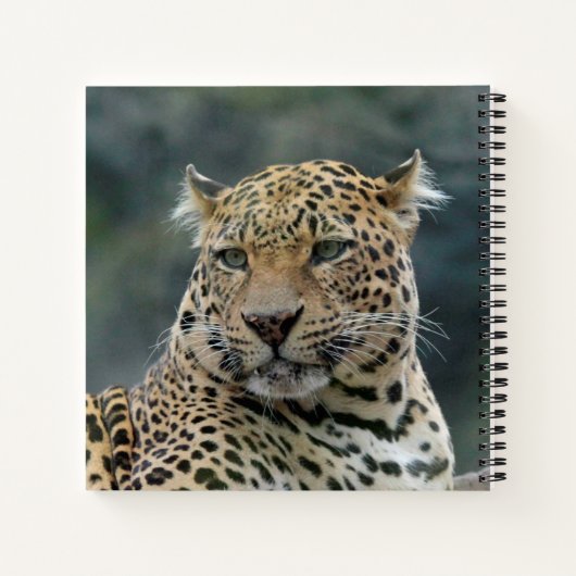 Leopard 006 notizblock (Rückseite)