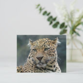Leopard 006 postkarte (Stehend Vorderseite)