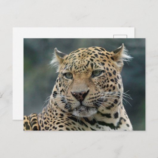 Leopard 006 postkarte (Vorne/Hinten)