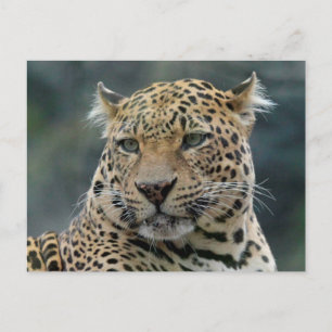 Leopard 006 postkarte