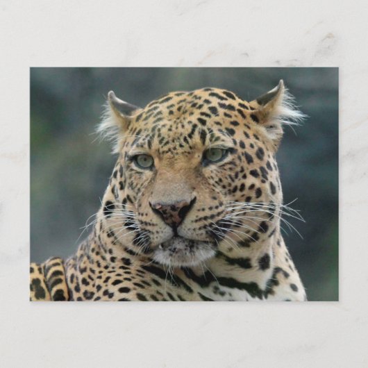 Leopard 006 postkarte (Vorderseite)