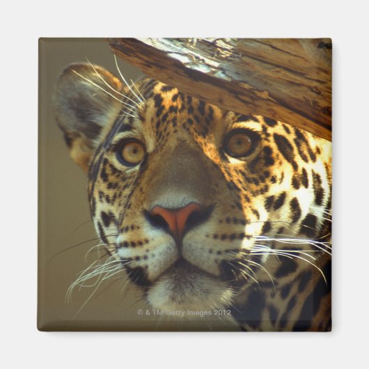 Leopard 2 magnet (Vorne)