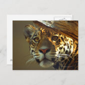 Leopard 2 postkarte (Vorne/Hinten)