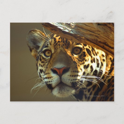 Leopard 2 postkarte (Vorderseite)