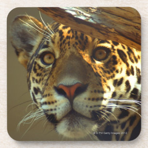 Leopard 2 untersetzer