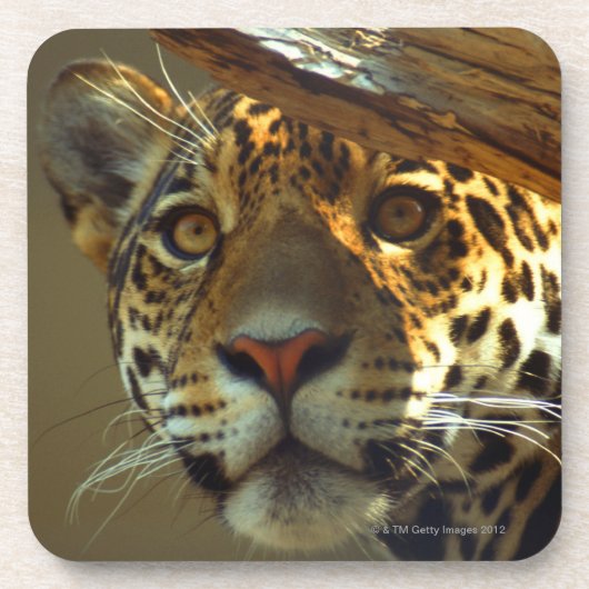 Leopard 2 untersetzer (Vorderseite)