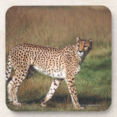 Leopard 3 getränkeuntersetzer (Vorderseite)