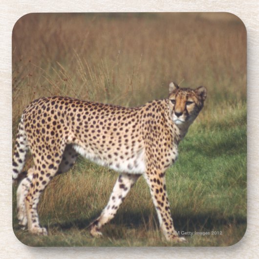 Leopard 3 getränkeuntersetzer (Vorderseite)