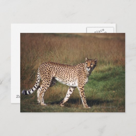 Leopard 3 postkarte (Vorne/Hinten)