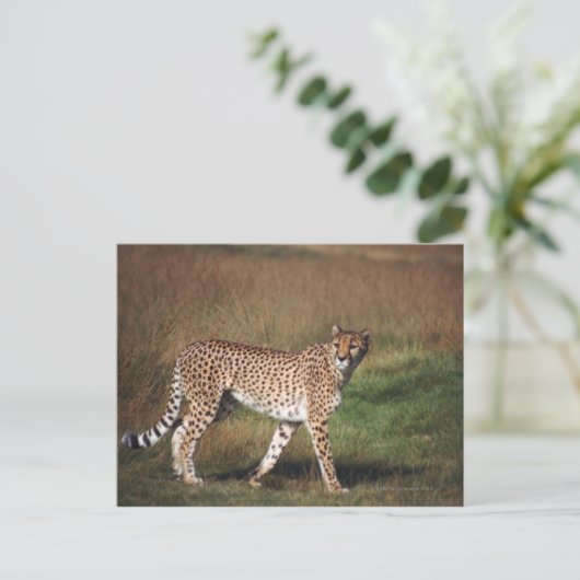 Leopard 3 postkarte (Stehend Vorderseite)