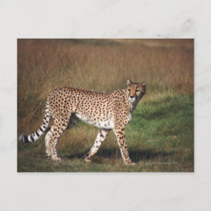 Leopard 3 postkarte