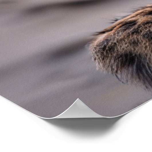 Leopard am Strand Poster (Ecke)