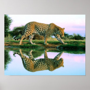 Leopard am Wasser Poster
