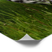 Leopard Appaloosa Horse Poster (Ecke)