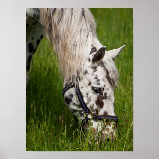 Leopard Appaloosa Horse Poster (Vorne)