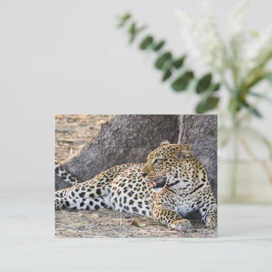 Leopard auf dem Boden ablegen Postkarte (Stehend Vorderseite)