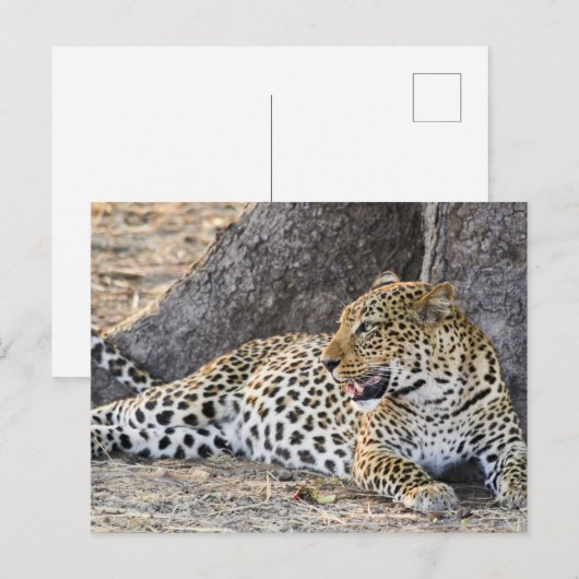 Leopard auf dem Boden ablegen Postkarte (Vorne/Hinten)