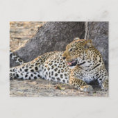 Leopard auf dem Boden ablegen Postkarte (Vorderseite)