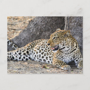 Leopard auf dem Boden ablegen Postkarte