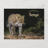 Leopard auf dem Masai Mara National Reserve Kenia Postkarte (Vorderseite)