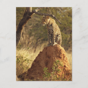 Leopard auf dem Termite Mound in Namibia Postkarte