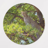 Leopard auf einem Baum Etiketten (Design 1)