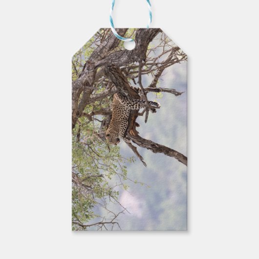 Leopard auf einem Baum Geschenkanhänger (Vorderseite)