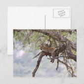 Leopard auf einem Baum Postkarte (Vorne/Hinten)
