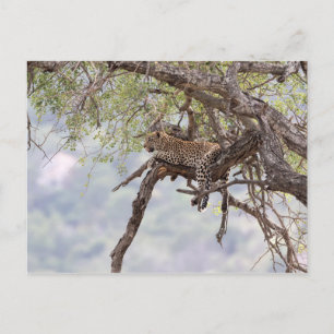Leopard auf einem Baum Postkarte