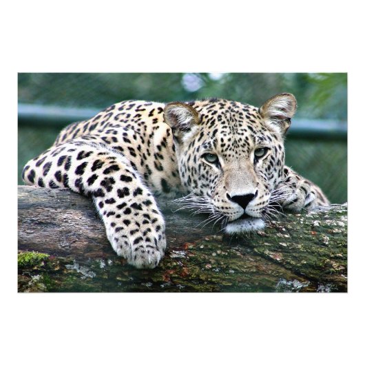 Leopard auf einem Protokoll Fotodruck (Vorne)