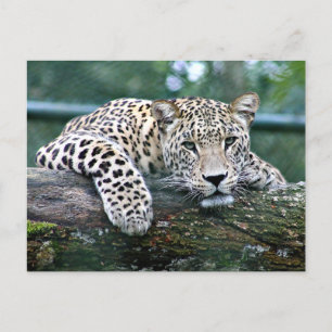 Leopard auf einem Protokoll Postkarte