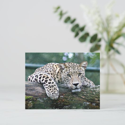 Leopard auf einem Protokoll Postkarte (Stehend Vorderseite)