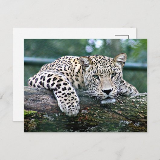 Leopard auf einem Protokoll Postkarte (Vorne/Hinten)