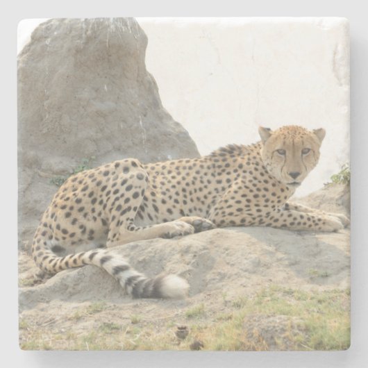Leopard auf einem Termite Berg, Botswana. Steinuntersetzer (Vorderseite)