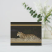 Leopard auf Postkarten für wild lebende Tiere und  (Stehend Vorderseite)