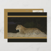 Leopard auf Postkarten für wild lebende Tiere und (Vorne/Hinten)