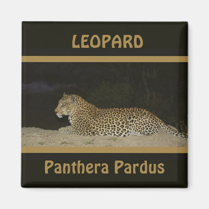 Leopard auf Sandbank-Magneten für wild lebende Tie Magnet