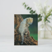 Leopard, Baby auf Baum, Postkarte (Stehend Vorderseite)