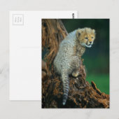 Leopard, Baby auf Baum, Postkarte (Vorne/Hinten)
