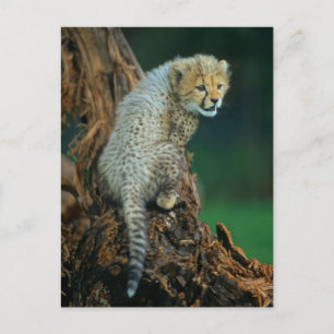 Leopard, Baby auf Baum, Postkarte
