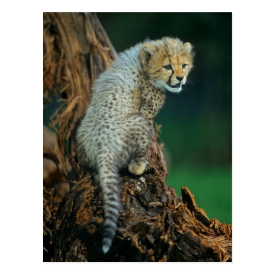 Leopard, Baby auf Baum, Postkarte
