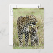 Leopard Baby und Mama Postkarte (Vorne/Hinten)