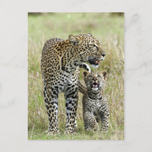 Leopard Baby und Mama Postkarte