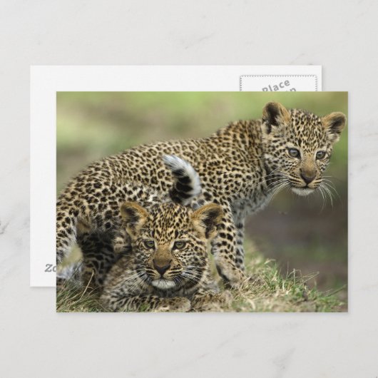 Leopard Babys Postkarte (Vorne/Hinten)