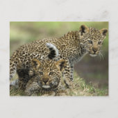 Leopard Babys Postkarte (Vorderseite)