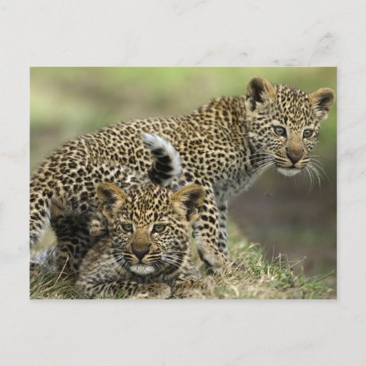 Leopard Babys Postkarte (Vorderseite)