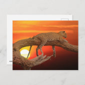 Leopard bei Sonnenuntergang Postkarte (Vorne/Hinten)