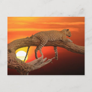 Leopard bei Sonnenuntergang Postkarte