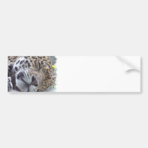 Leopard-Bild-Autoaufkleber Autoaufkleber