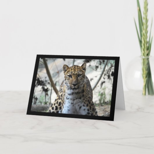 Leopard Blick Karte (Vorderseite)